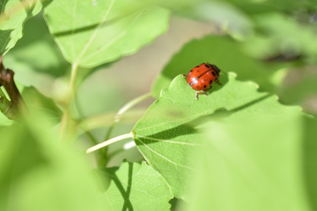 Insetos em um galho de árvore na floresta