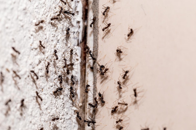 Insetos na parede saindo pela rachadura na parede doce infestação de formigas dentro de casa