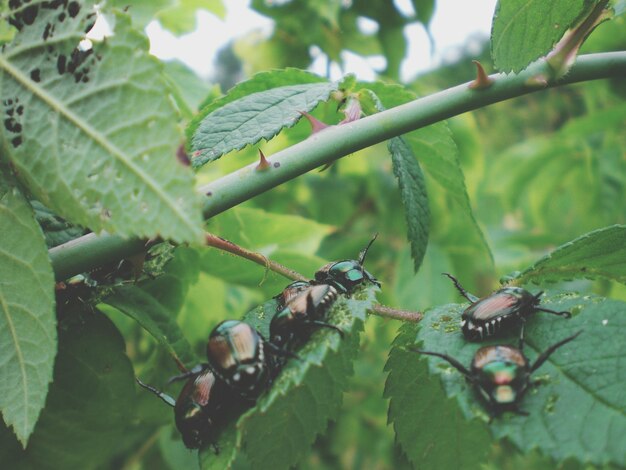 Foto insetos nas plantas