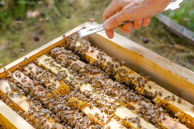 Inspección de colonia de abejas en un colmenar en primavera