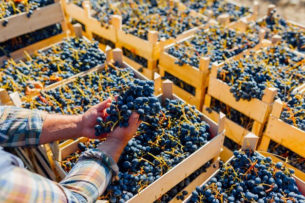 Inspección de la cosecha de precisión Agrónomo sénior evaluando de cerca la calidad de la uva en el viñedo