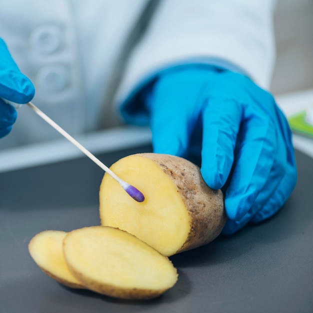 Inspetor de Segurança Alimentar em Laboratório Pesquisando a Presença de Nitratos em Batatas