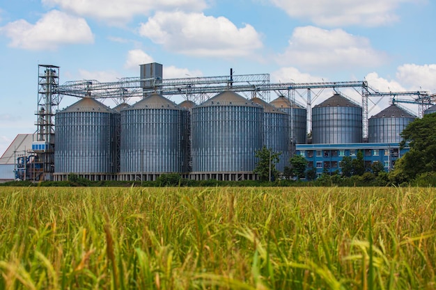 Instalação de secagem e armazenamento de grãos de silo inoxidável Planta de arroz no meio dos campos
