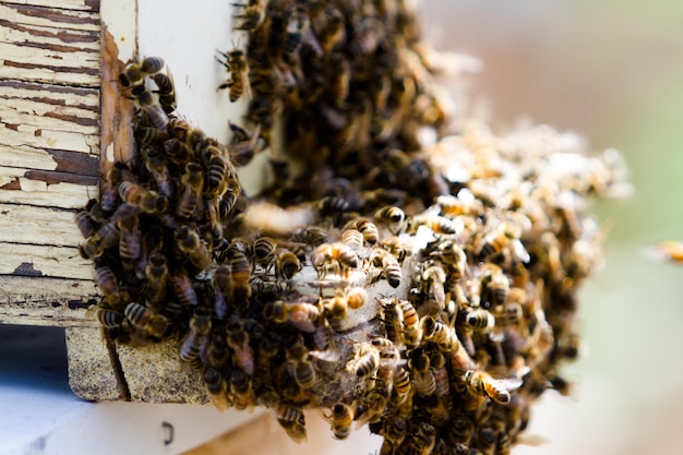 Instalación de colmenas de abejas en nueva ubicación.