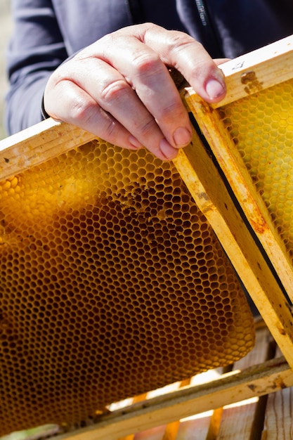 Foto instalación de colmenas de abejas en nueva ubicación.