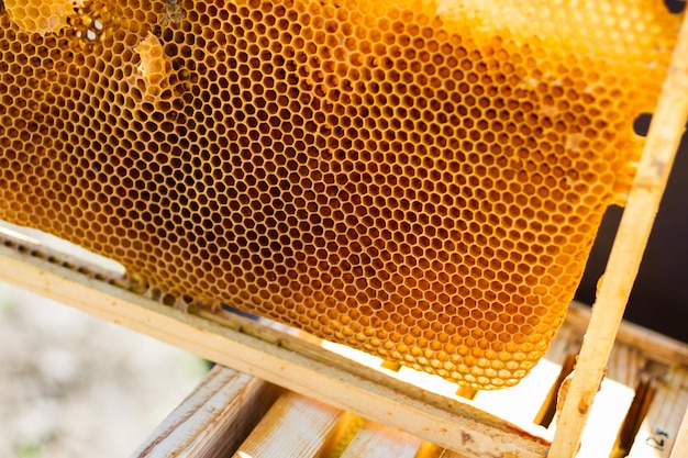 Instalación de colmenas de abejas en nueva ubicación.