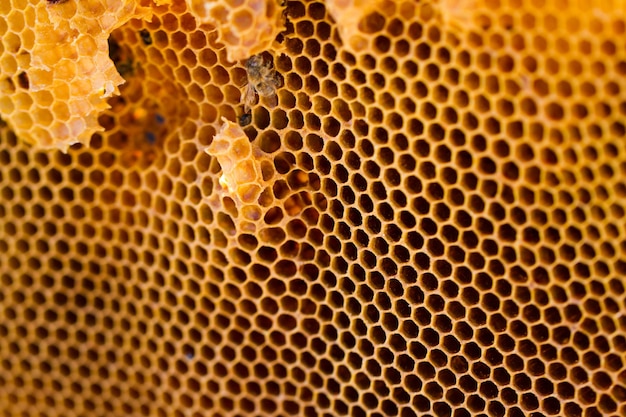 Instalación de colmenas de abejas en nueva ubicación.