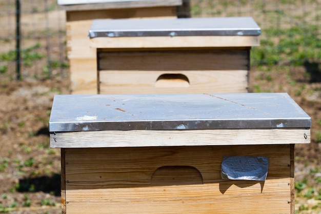 Instalación de colmenas de abejas en nueva ubicación.