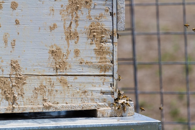 Foto instalación de colmenas de abejas en nueva ubicación.