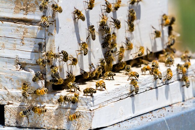 Instalación de colmenas de abejas en nueva ubicación.