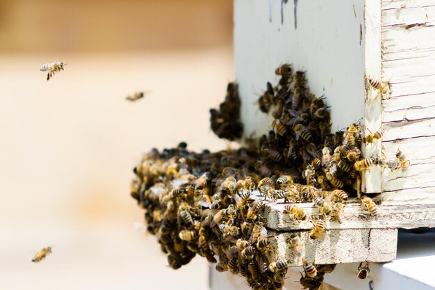 Instalación de colmenas de abejas en nueva ubicación.