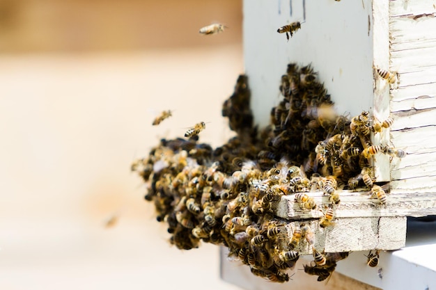 Instalación de colmenas de abejas en nueva ubicación.