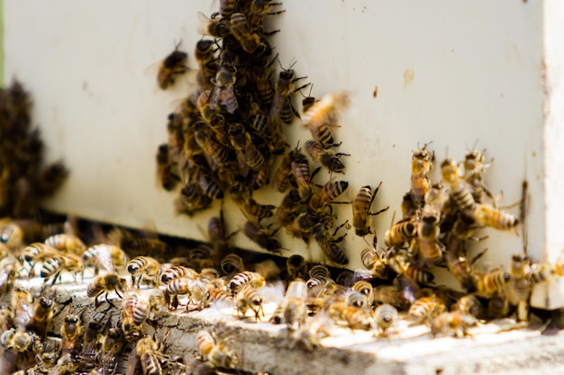 Instalación de colmenas de abejas en nueva ubicación.