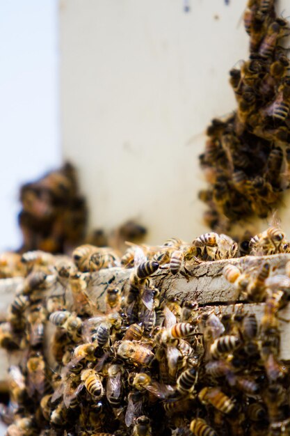 Instalación de colmenas de abejas en nueva ubicación.