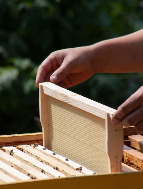 Instalación de un nuevo marco con cera en la colmena Manos de un apicultor mientras trabajaba en un apiario con abejas