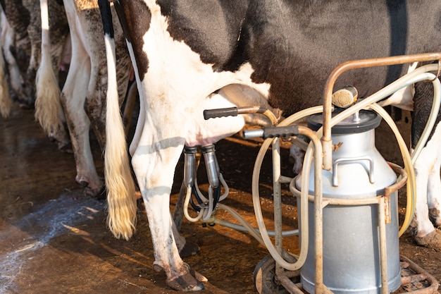 Instalaciones para ordeño de vacas y equipo de ordeño mecanizado