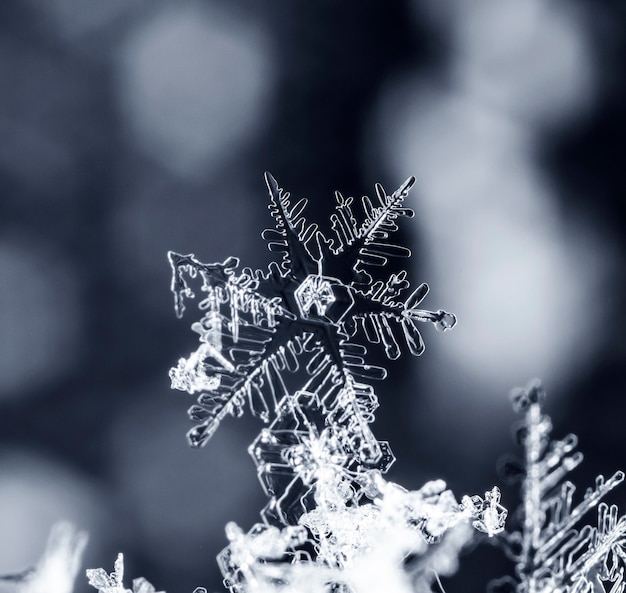 instantâneo de um pequeno floco de neve tirado durante uma nevasca