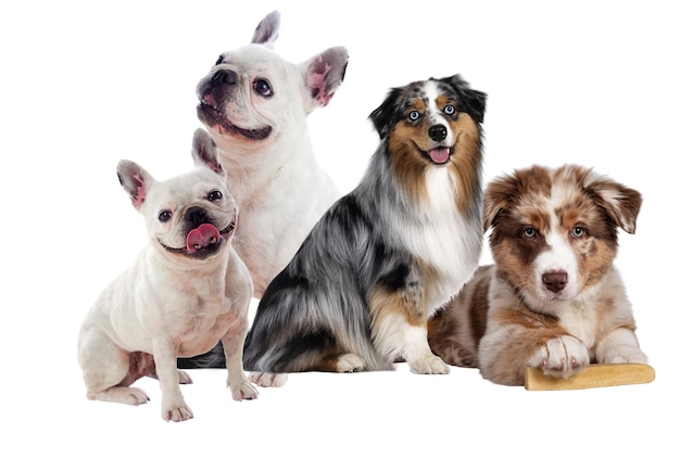 Instinktiv beschützende Hunde dienen als wachsame Wächter ihrer Häuser