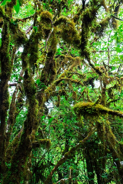 Foto la integridad del bosque. parque nacional doi inthanon. chiang mai, tailandia