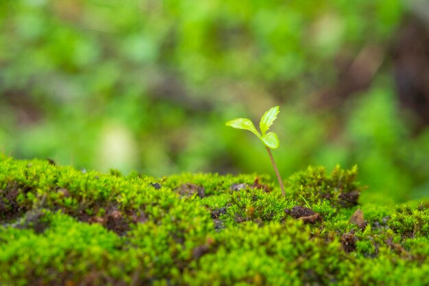 Integridad del parque nacional del bosque Hermoso musgo verde en el piso macro de primer plano de musgo Hermoso fondo de musgo con luz solar