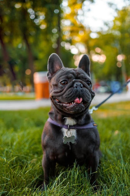 El inteligente bulldog francés de pura sangre obedeció la orden de sentarse en el parque en el césped