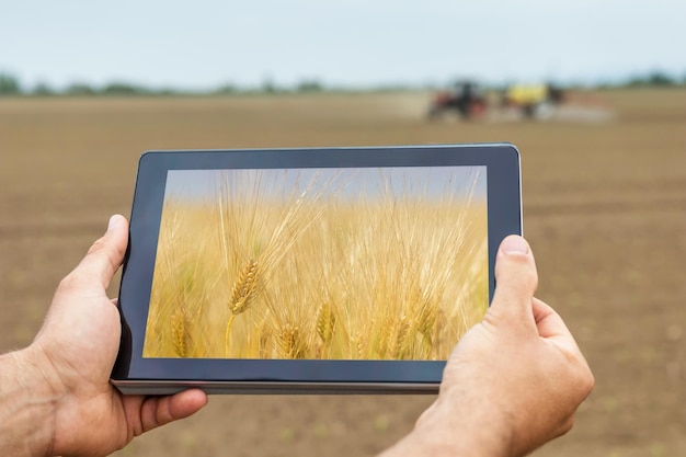 Intelligente Landwirtschaft. Landwirt, der Tablettenweizenanbau verwendet. Modernes Landwirtschaftskonzept.