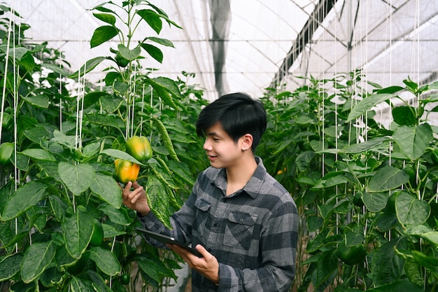 Intelligente Landwirtschaft Landwirtschaft mit digitaler Tablette und Kontrolle des Wachstums von Paprika im Gewächshaus.