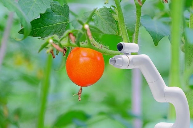 Intelligente Roboter im Tomatengarten zur Unterstützung des Landwirts bei der Arbeit und der Ernte des Produkts Smart Farm 40-Konzept