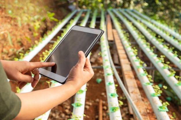 Intelligenter Landwirtschaftsbauer mit Tablette, die an organischem Hydrokulturgemüse arbeitet.