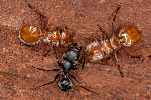 Interação entre formigas tartaruga do gênero cephalotes e formigas carpinteiras do gênero camponotus com foco seletivo na formiga tartaruga