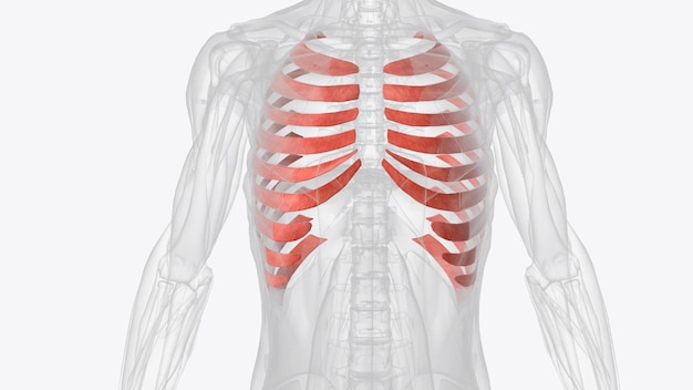 Los intercostales internos tiran hacia abajo en la caja torácica y empujan el aire fuera de los pulmones
