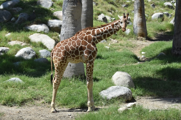 Interesante ángulo de una jirafa encorvada en la naturaleza.