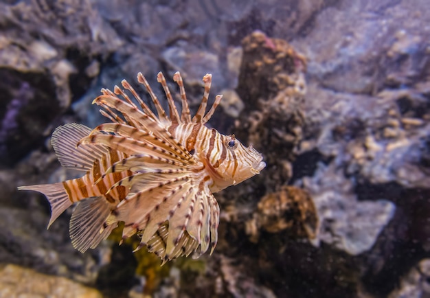 Interesante pez de mar en el acuario