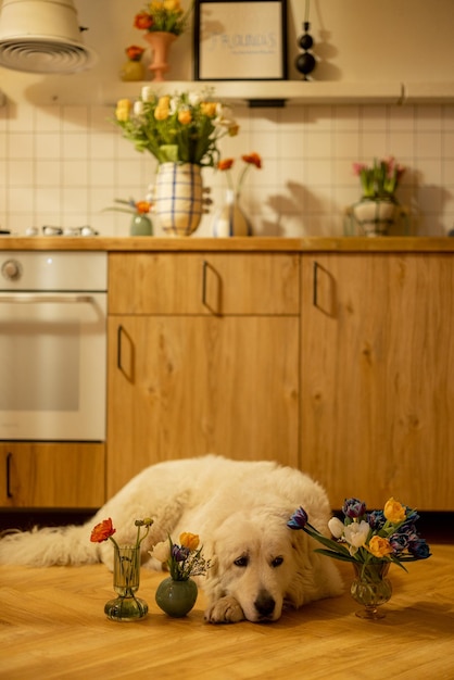 Interior da cozinha com um cachorro