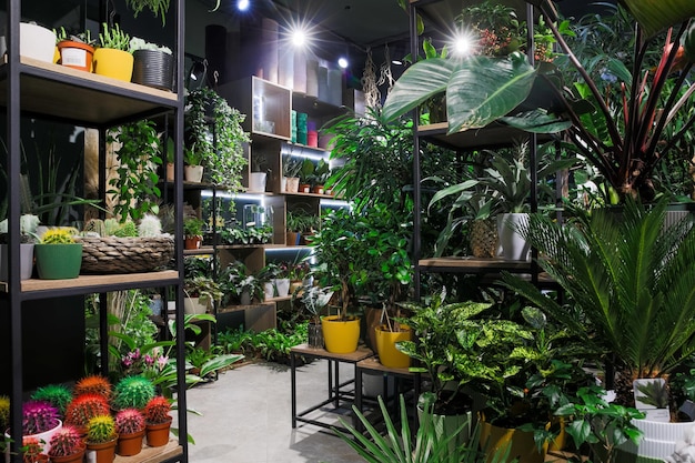 Interior da loja de flores com vasos de plantas nas prateleiras