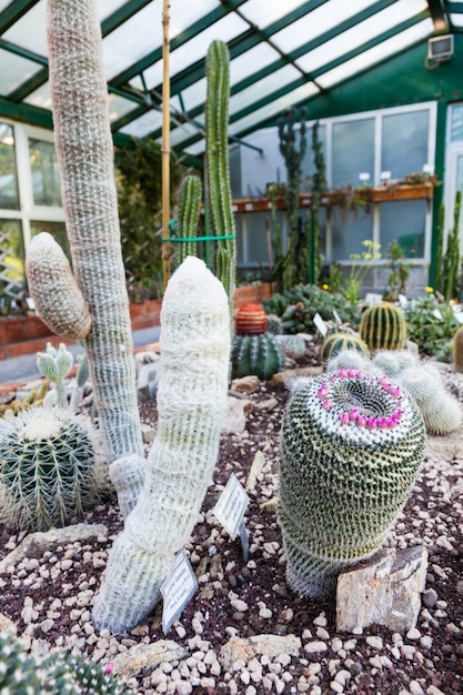 Interior de uma estufa de cactos; detalhe do banquinho da plantação