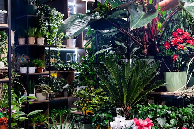 Interior de uma floricultura com plantas exóticas em vasos nas prateleiras em vasos