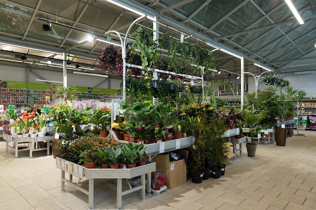 Interior de uma loja que vende plantas ornamentais de jardim e flores em vasos