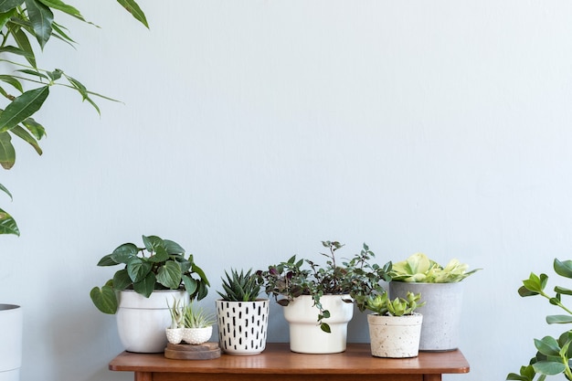 Interior do quarto escandinavo com espaço de cópia na prateleira de bambu marrom com lindas plantas em diferentes potes de hipster e design