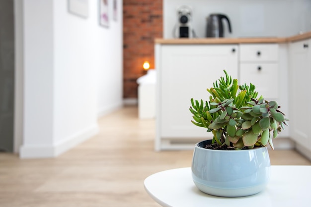 Interior escandinavo minimalista branco com foco seletivo de plantas verdes Cozinha de apartamento moderno com móveis claros
