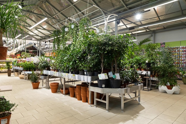 interior de un hipermercado que vende plantas en macetas y flores naturales.