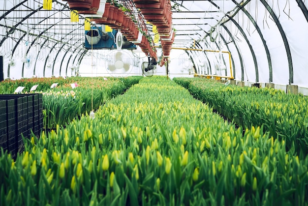 Interior de un invernadero industrial en el que se cultivan tulipanes y plantas ampelosas