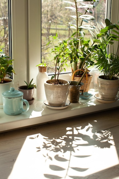 Interior del jardín de la casa con diferentes vasijas de cerámica en el alféizar de la ventana