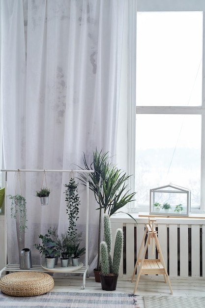 Interior ligero al estilo minimalista con paredes blancas, cortinas y suelo. Muchas plantas verdes y cactus. El área verde de la habitación.