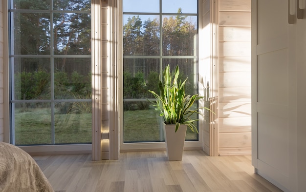 Interior luminoso da sala em uma casa de madeira com uma grande janela com vista para o pátio de outono. Paisagem de outono dourada na janela branca. Casa e jardim, conceito de queda. Planta Sansevieria trifasciata