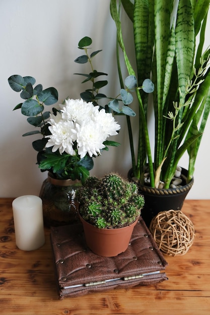 Interior moderno aconchegante com plantas de casa