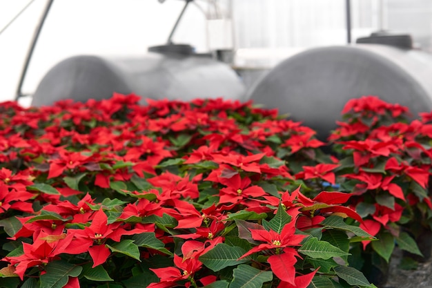 Interior de un vivero de plantas con muchas flores de nochebuena rojas en un invernadero y tanques de agua borrosa en el fondo