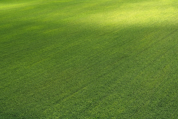 Foto un interminable campo verde de trigo sarraceno florece comida saludable escena rural comida de negocios agrícolas