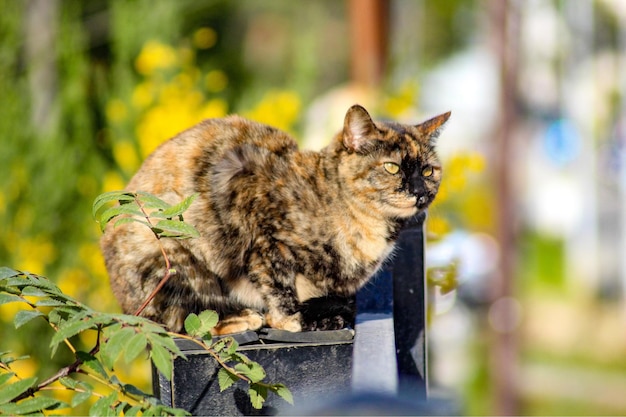 Internationaler Katzentag