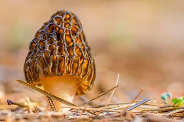 Internationaler Tag der Umwelt Morchella conica